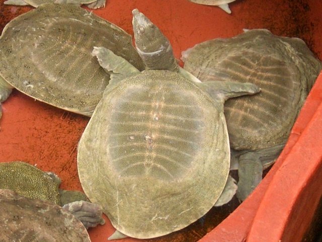 http://commons.wikimedia.org/wiki/File:E8976-Namdaemun-Turtles-sold-in-ginseng-shop-cropped.jpg