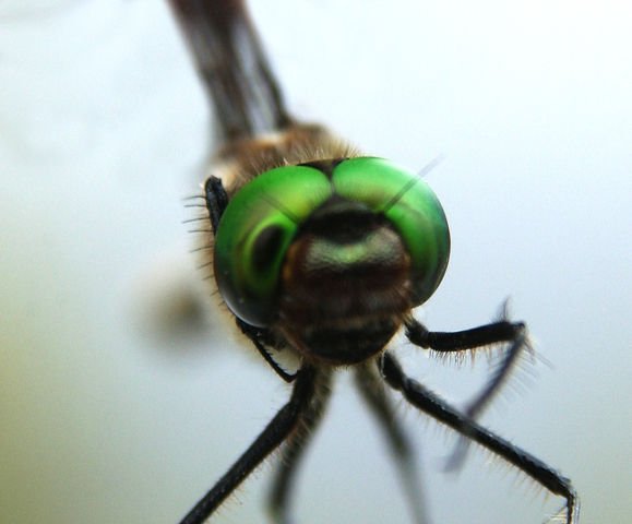 http://animaldiversity.ummz.umich.edu/collections/contributors/phil_myers/odonata/Corduliidae/Cordulia_shurtleffi7892/