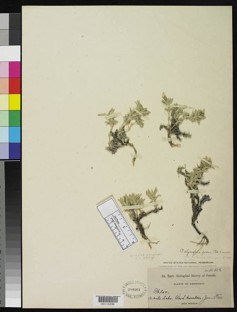 http://collections.mnh.si.edu/services/media.php?env=botany&irn=10119657