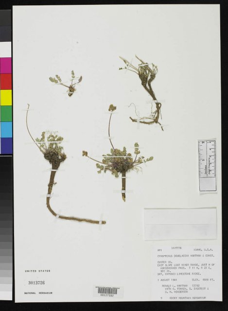 http://collections.mnh.si.edu/services/media.php?env=botany&irn=10126058