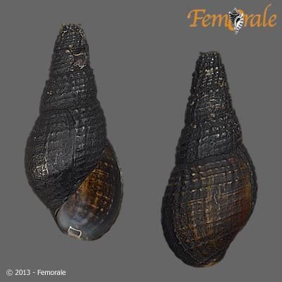 http://www.femorale.com/shellphotos/detail.asp?species=Tarebia%20granifera%20(Lamarck,%201822)