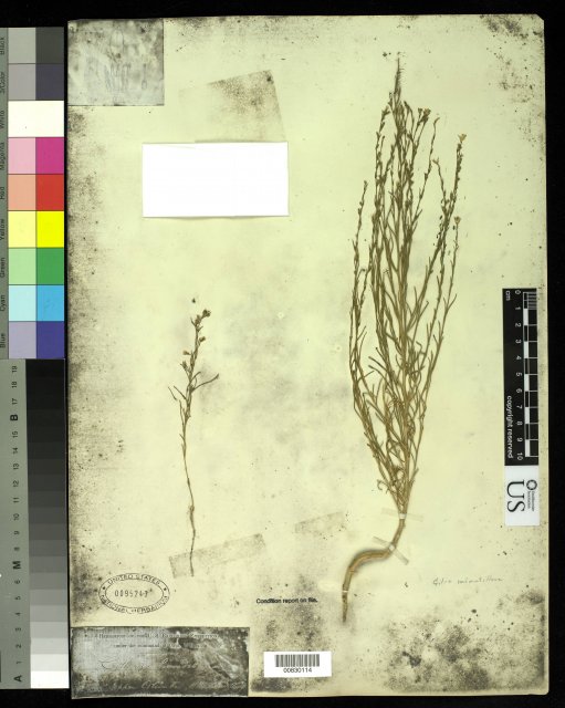 http://collections.mnh.si.edu/search/botany/?irn=10062192