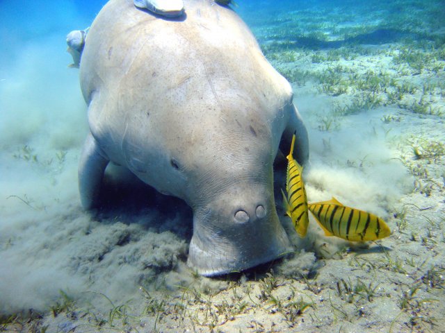 http://commons.wikimedia.org/wiki/File:Dugong_Marsa_Alam.jpg