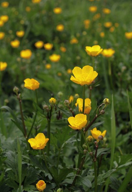 http://commons.wikimedia.org/wiki/File:Ranunculus_repens_LC0036.jpg