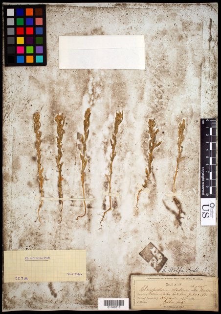 http://collections.mnh.si.edu/search/botany/?irn=10622821