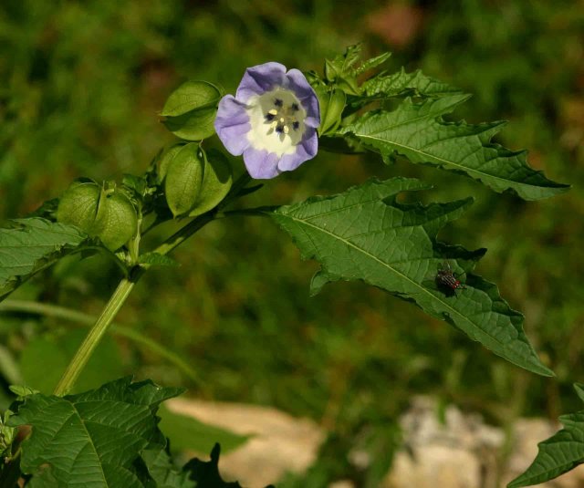 http://www.zimbabweflora.co.zw/speciesdata/images/15/150440-2.jpg