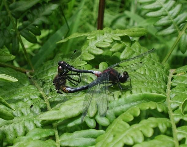 http://animaldiversity.ummz.umich.edu/site/resources/phil_myers/odonata/Libellulidae_F-Le/mating_dragonflies.jpg/medium.jpg