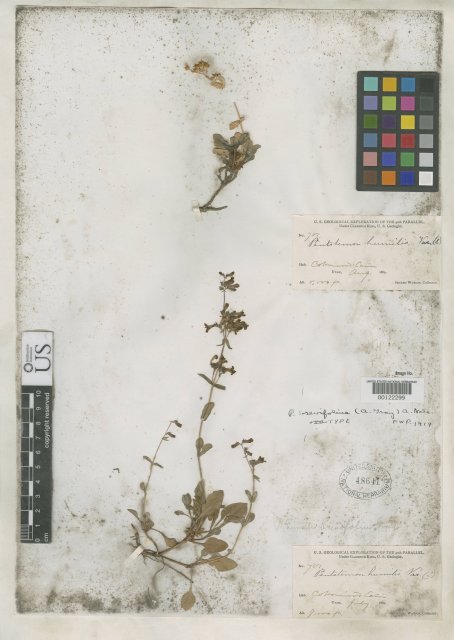 http://collections.mnh.si.edu/search/botany/?irn=2136362