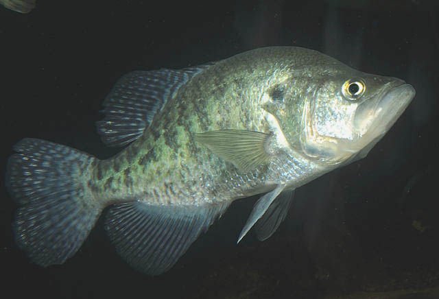 White Crappie (Pomoxis annularis)