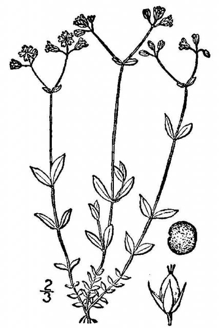 http://plants.usda.gov/java/largeImage?imageID=alcr11_001_avd.tif