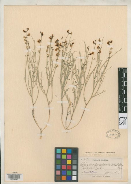 http://collections.mnh.si.edu/services/media.php?env=botany&irn=10099142