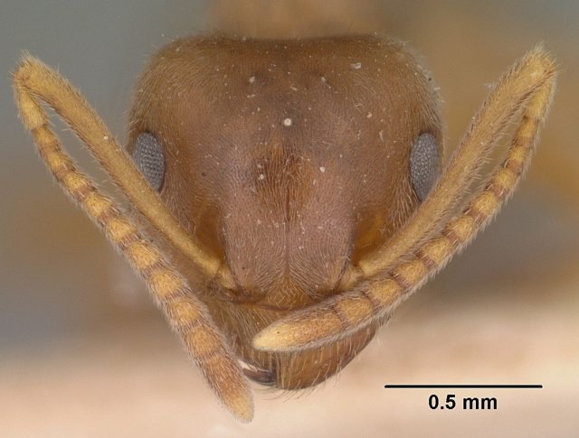 http://www.antweb.org/description.do?genus=lasius&name=pallitarsis&rank=species