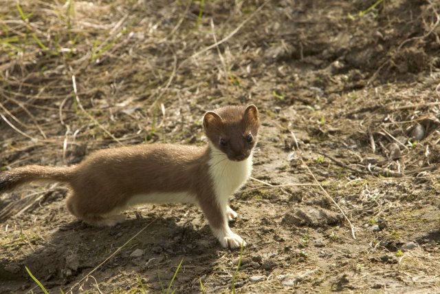 http://commons.wikimedia.org/wiki/File:Mustela_erminea.jpg