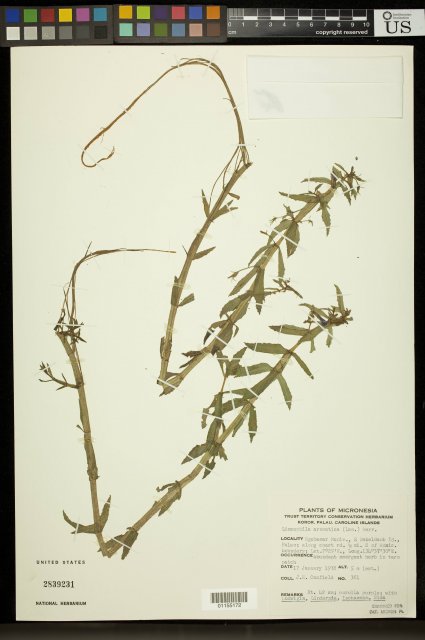 http://collections.mnh.si.edu/search/botany/?irn=10589004