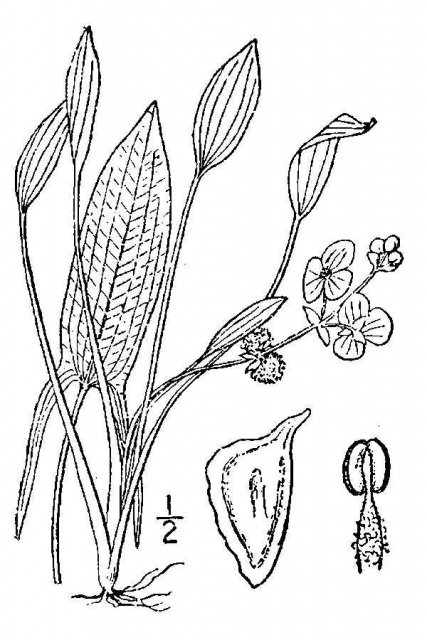 http://plants.usda.gov/java/largeImage?imageID=sari_001_avd.tif