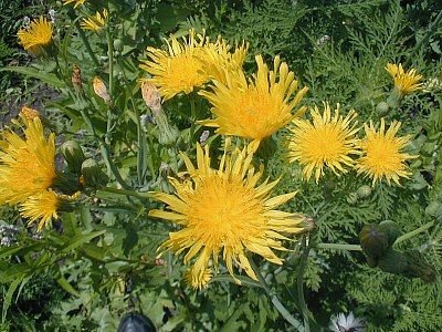 http://www.illinoiswildflowers.info/weeds/plants/per_sowthistle.htm