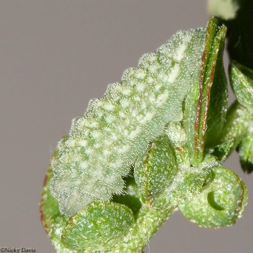 http://www.wildutah.us/images/butterflies_moths/lycaenidae/polyommatinae/b_larva_brephidium_exile_sep1606_2.jpg