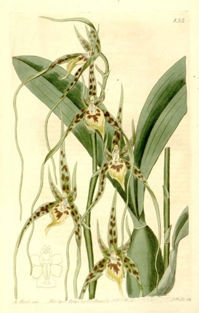 http://commons.wikimedia.org/wiki/File:Brassia_caudata.jpg
