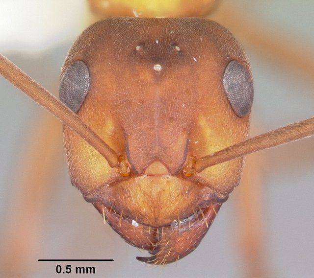 http://www.antweb.org/description.do?genus=formica&name=adamsi&rank=species