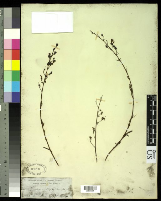 http://collections.mnh.si.edu/services/media.php?env=botany&irn=10215050
