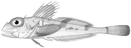 http://collections.mnh.si.edu/search/fishes/?irn=5010836