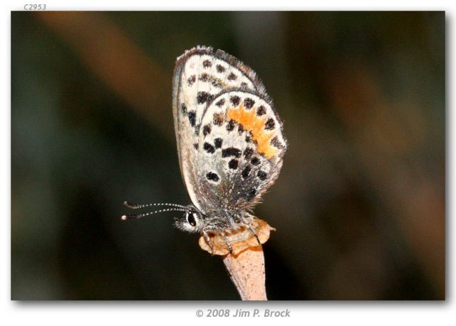 http://butterfliesofamerica.com/images/Theclinae/Polyommatinae/euphilotes_battoides_allyni/Euphilotes_battoides_annyni_CA_Los_Angeles_Co_Redondo_Beach_30_June_2008_IMG_6415.jpg