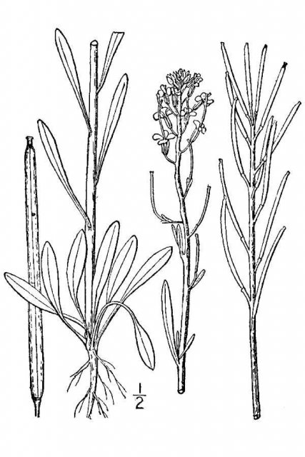 http://plants.usda.gov/java/largeImage?imageID=chin12_001_avd.tif