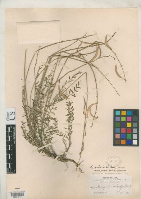 http://collections.mnh.si.edu/search/botany/?irn=2164174