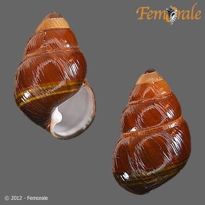 http://www.femorale.com/shellphotos/detail.asp?species=Achatinella%20abbreviata%20bacca%20Reeve,%201850