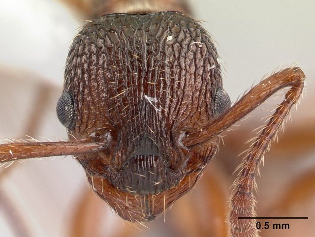 http://www.antweb.org/description.do?genus=myrmica&name=americana&rank=species