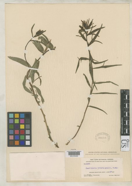 http://collections.mnh.si.edu/search/botany/?irn=2112504