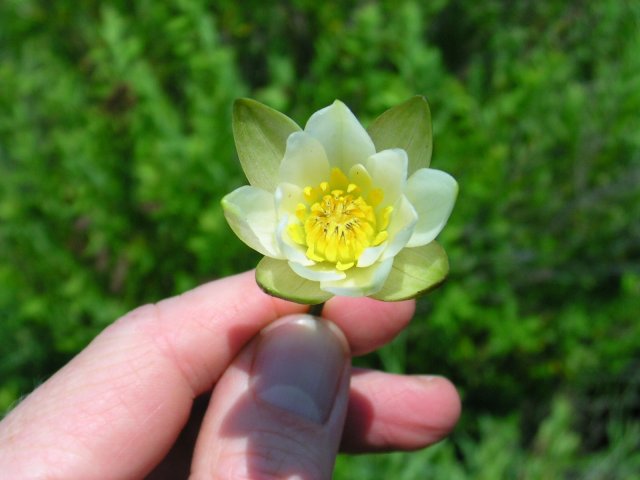 http://commons.wikimedia.org/wiki/File:Nymphaea_leibergii.jpg