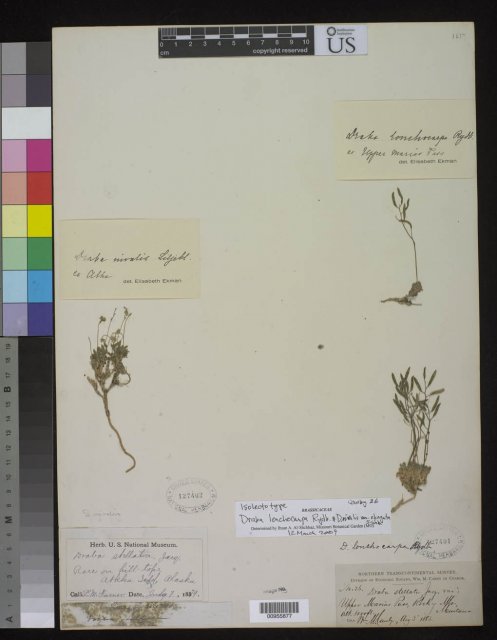 http://collections.mnh.si.edu/search/botany/?irn=10087790