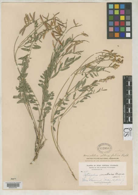 http://collections.mnh.si.edu/search/botany/?irn=2127042