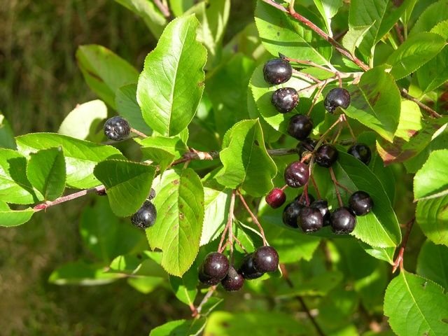 http://www.biopix.com/elliott-black-chokeberry-aronia-melanocarpa_photo-14651.aspx