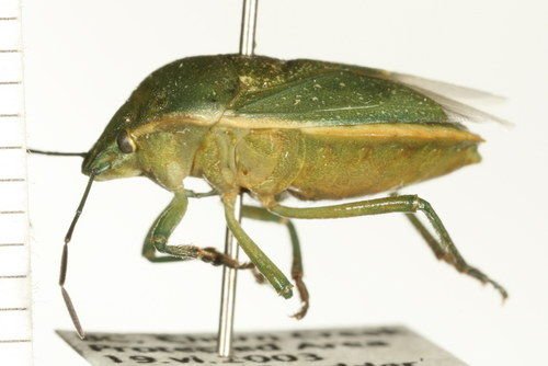 http://www.boldsystems.org/views/taxbrowser.php?taxon=Chlorochroa+uhleri