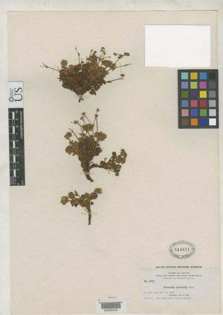 http://collections.mnh.si.edu/search/botany/?irn=2094420