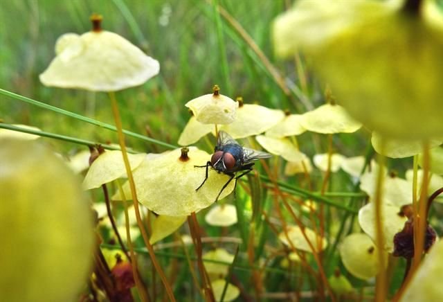 http://www.biopix.com/yellow-moosedung-moss-splachnum-luteum_photo-100634.aspx