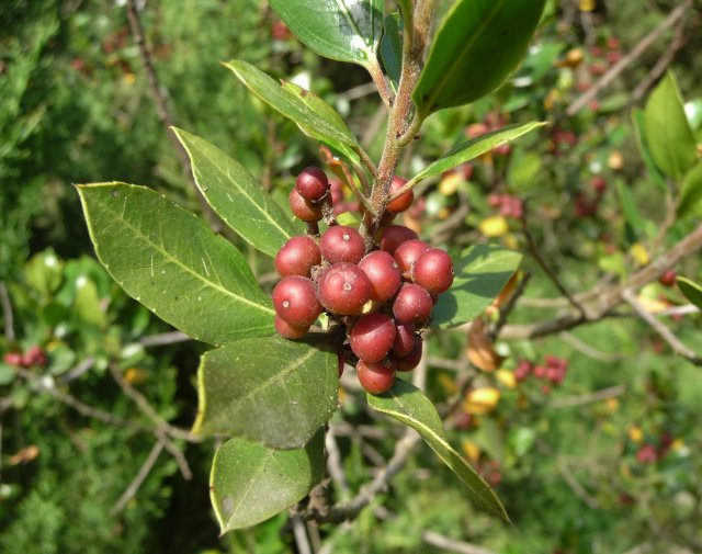 http://commons.wikimedia.org/wiki/File:Rhamnus_alaternus_fruits_2.JPG