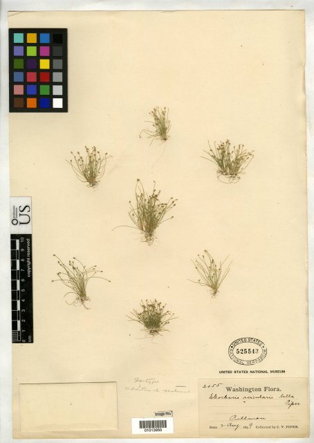 http://collections.mnh.si.edu/search/botany/?irn=10086507