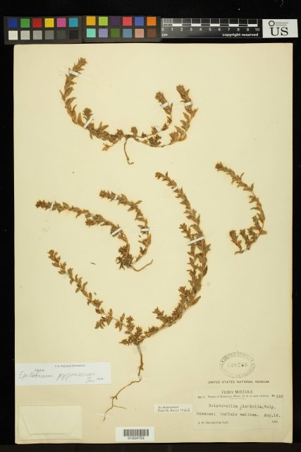 http://collections.mnh.si.edu/search/botany/?irn=11187087