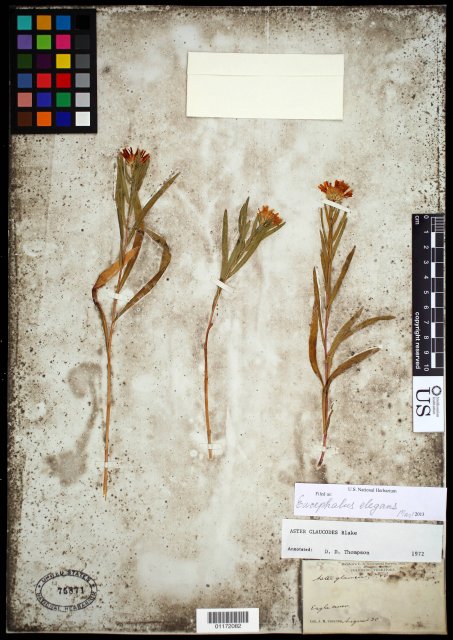 http://collections.mnh.si.edu/search/botany/?irn=10792535