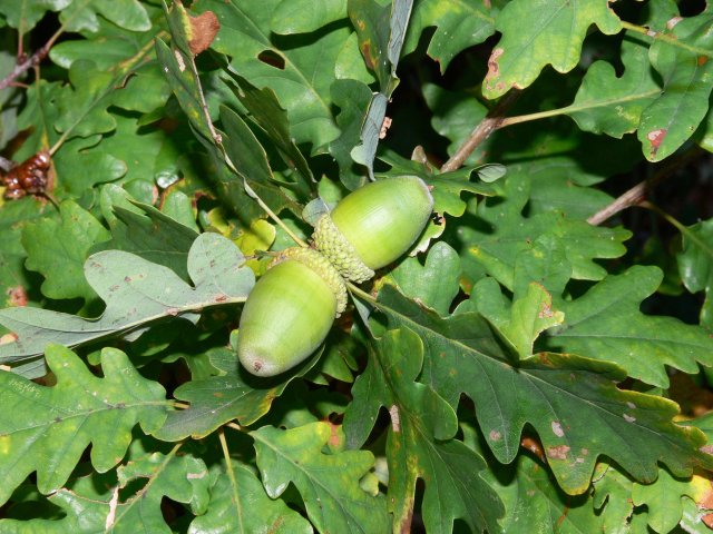 http://commons.wikimedia.org/wiki/File:Quercus_petraea_foliage_acorns_Bulgaria.jpg