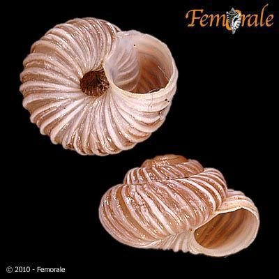 http://www.femorale.com/shellphotos/detail.asp?species=Oreohelix%20idahoensis%20(Newcomb,%201866)