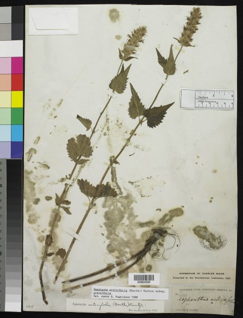 http://collections.mnh.si.edu/search/botany/?irn=10141025