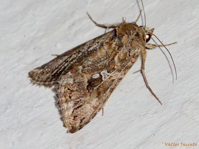 Cabbage Looper Moth (Trichoplusia ni) | Idaho Fish and Game