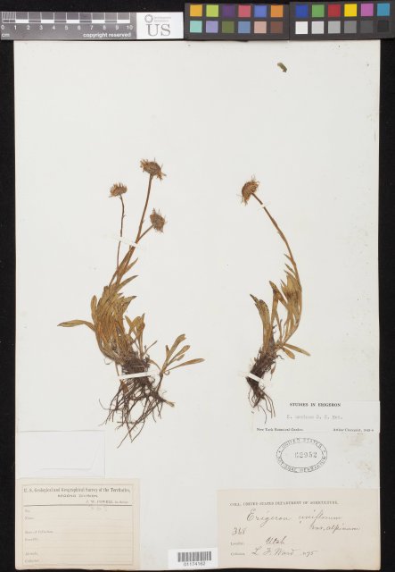 http://collections.mnh.si.edu/search/botany/?irn=10802365