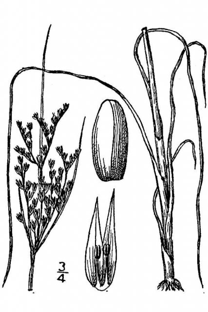 http://plants.usda.gov/java/largeImage?imageID=juin2_001_avd.tif