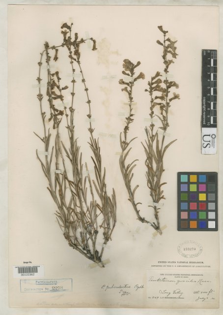 http://collections.mnh.si.edu/search/botany/?irn=2135467