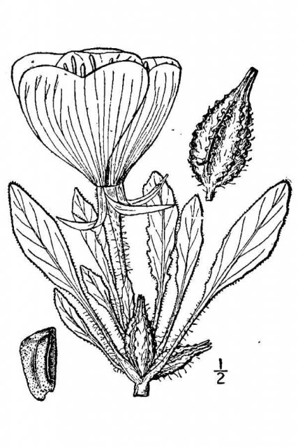 http://plants.usda.gov/java/largeImage?imageID=pace2_001_avd.tif